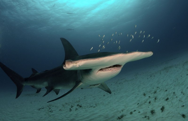 Great Hammerhead Shark
