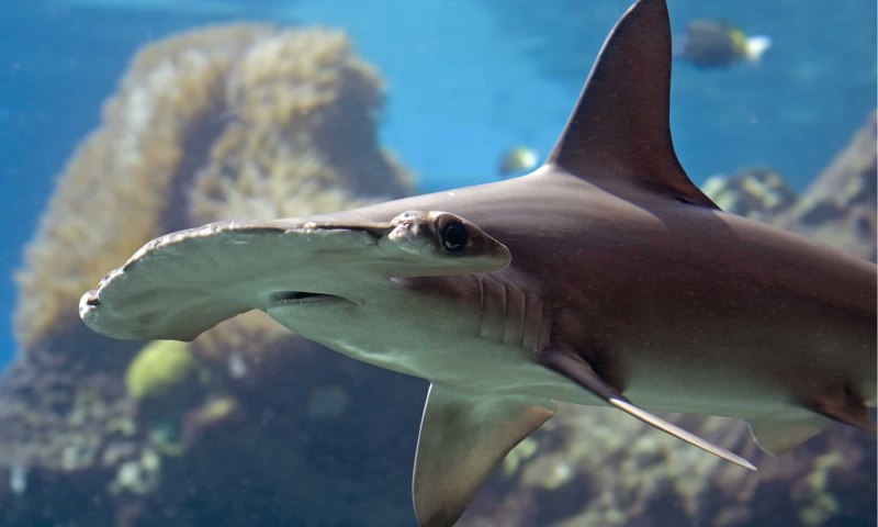 Scalloped Hammerhead Shark