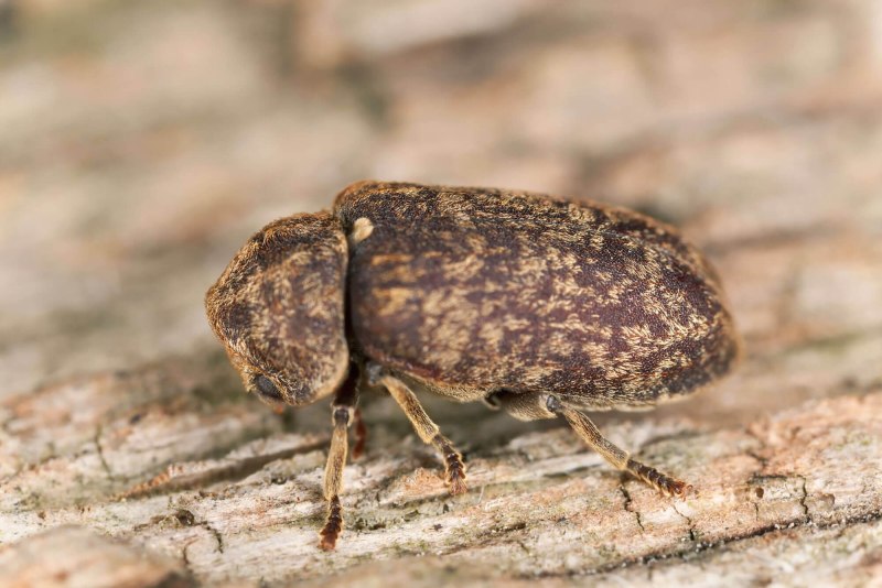 Жук древесный Точильщик (Xestobium rufovillosum