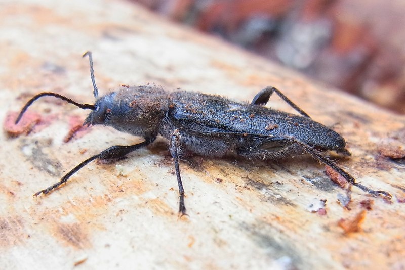 Hylotrupes bajulus Жук