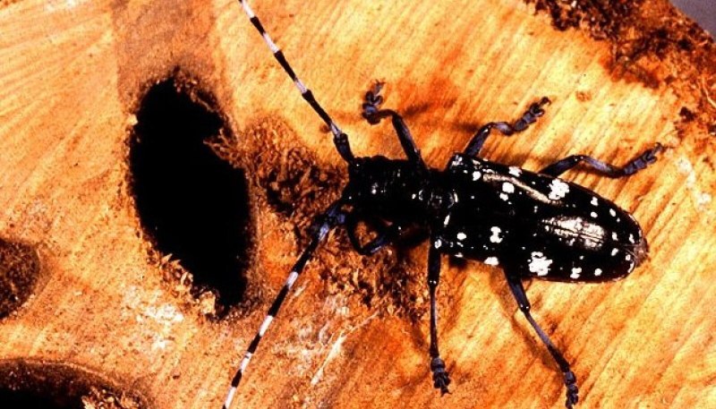 Anoplophora glabripennis