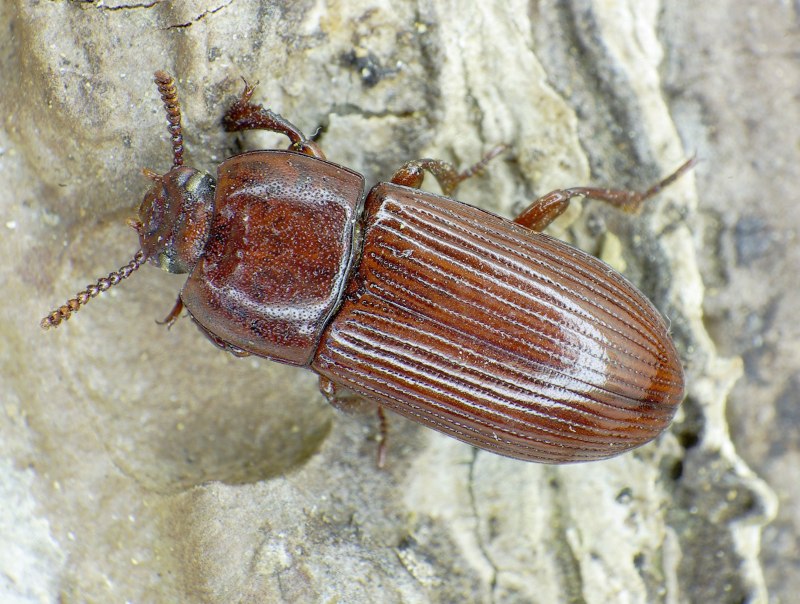 Uloma culinaris