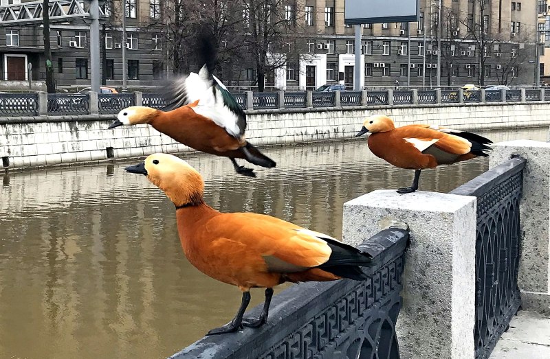 Утка Огарь в Москве