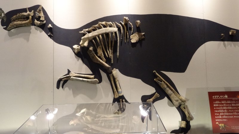 Altirhinus kurzanovi