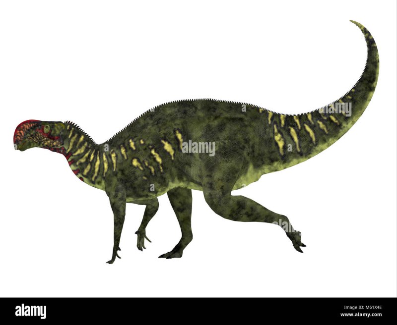 Altirhinus kurzanovi