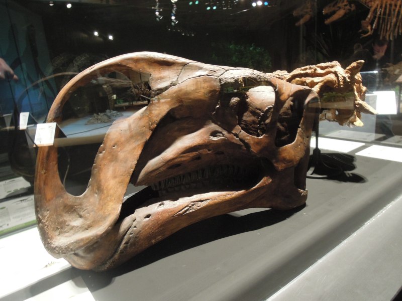 Altirhinus kurzanovi