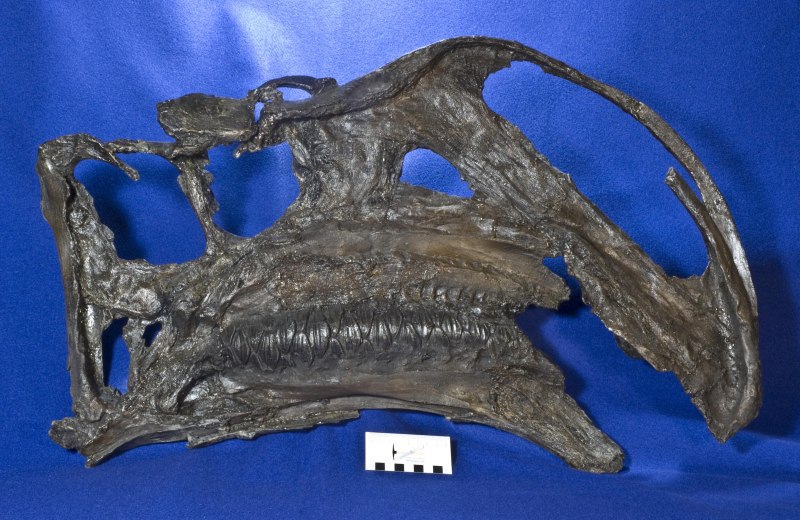 Altirhinus
