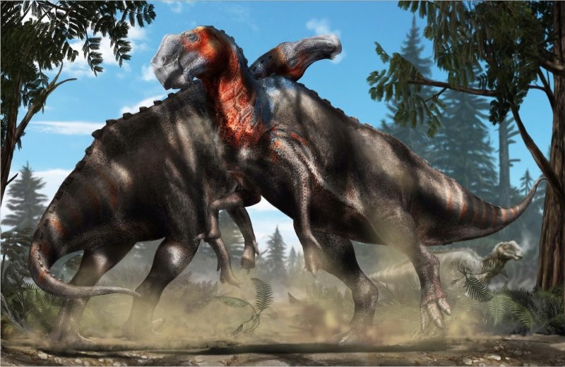 Gryposaurus notabilis