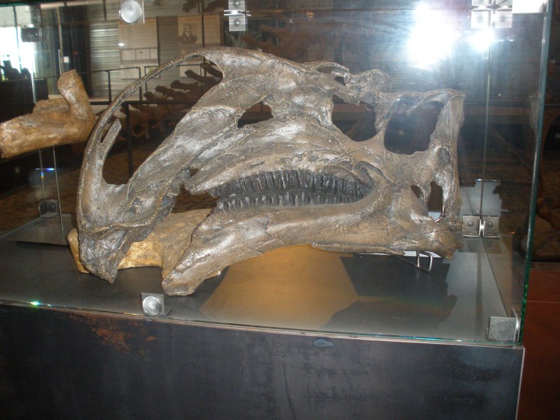 Altirhinus kurzanovi