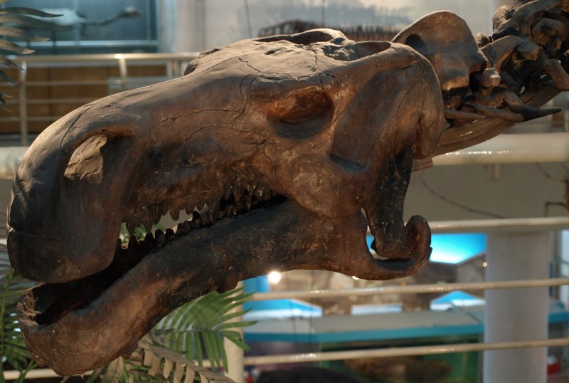 Paleozoological Museum of China