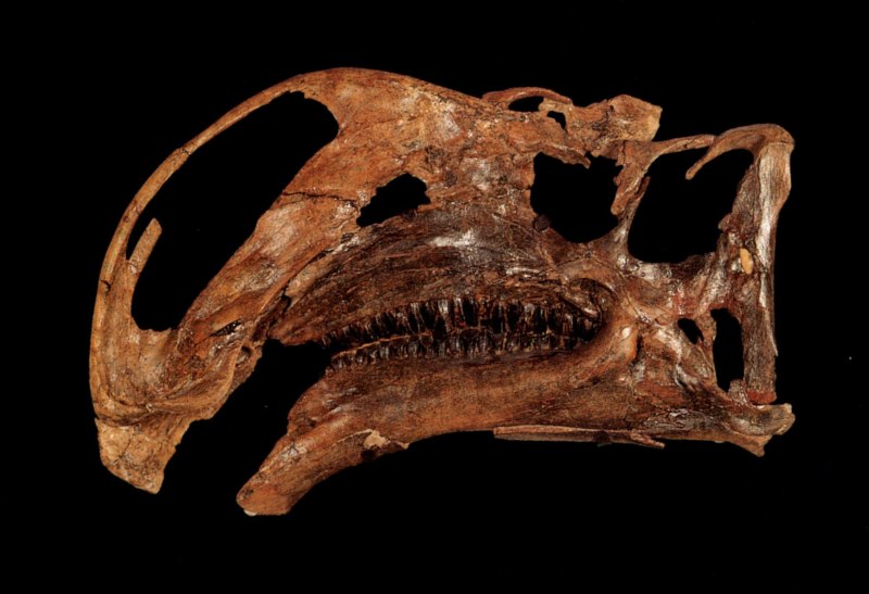Altirhinus kurzanovi