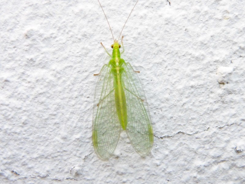 Златоглазка обыкновенная - Chrysopa carnea