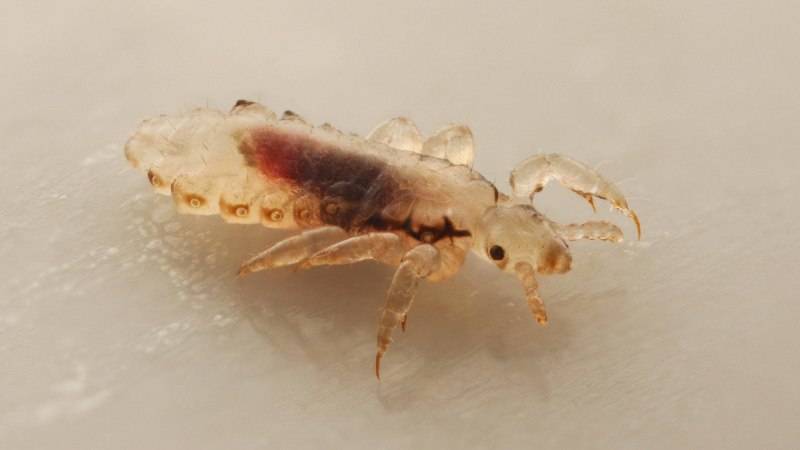 Головная вошь (Pediculus humanus capitis)