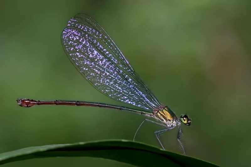 Равнокрылые (Zygoptera)