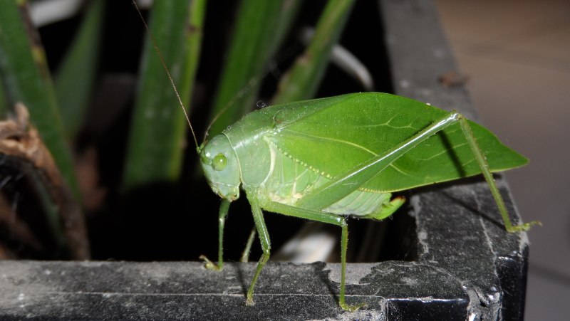 Beautiful Katydid HD photos