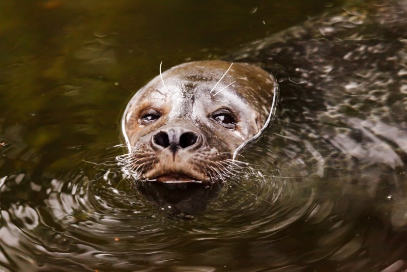 Животные в воде