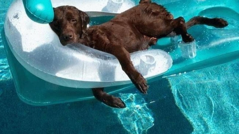 Животные в бассейне