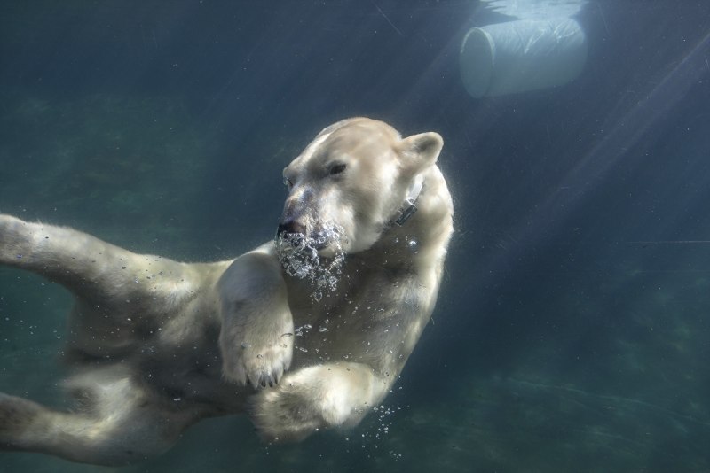 Белый медведь под водой