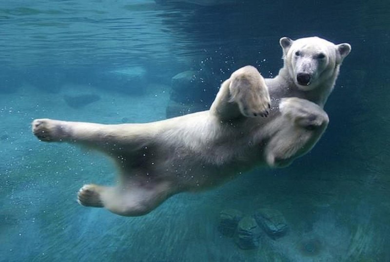Белый медведь под водой