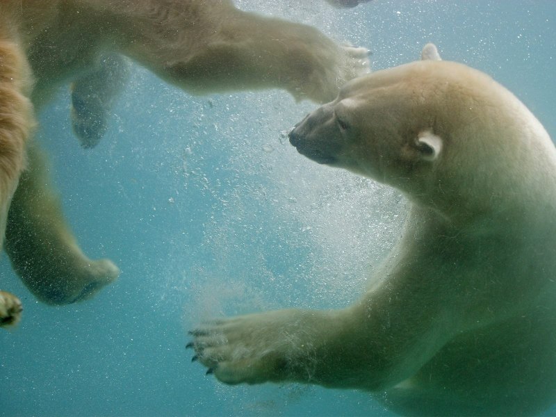 Белый медведь под водой