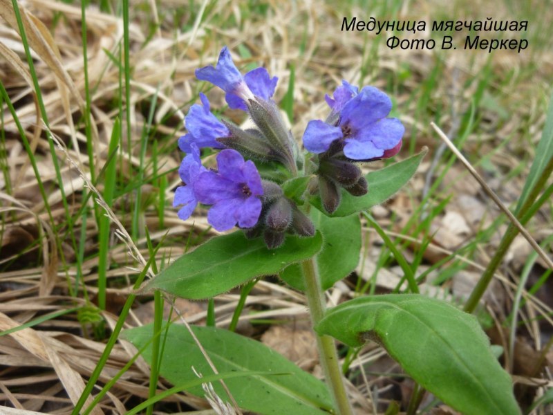 Медуница Курганский заказник