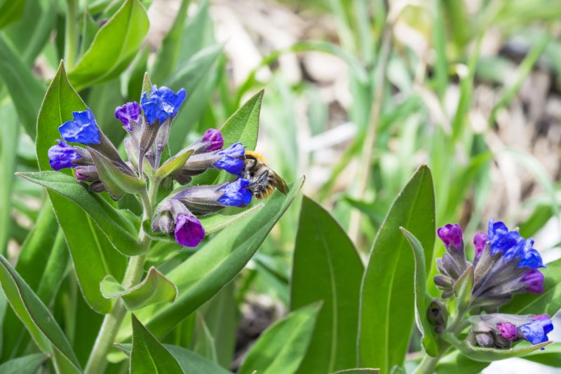 Pulmonaria mollis Медуница мягчайшая