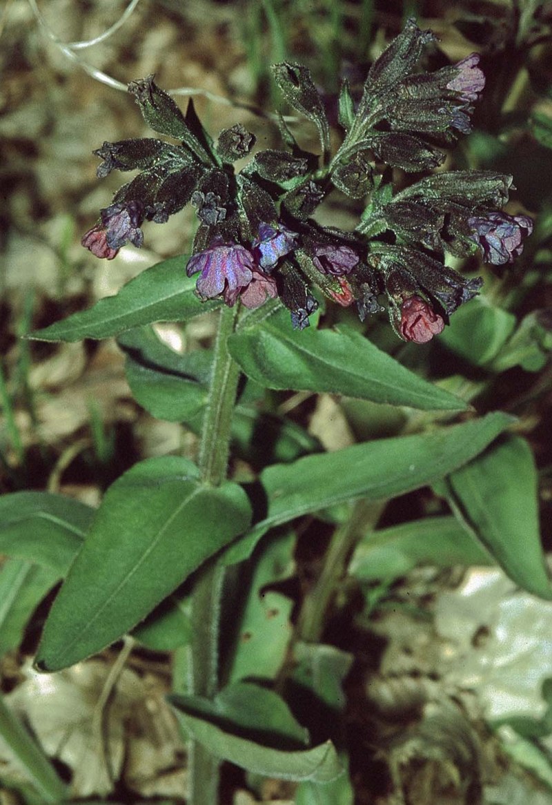 Pulmonaria mollissima