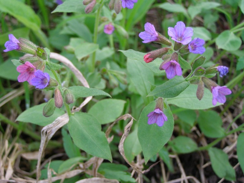 Pulmonaria s. 'Pink Dawn'