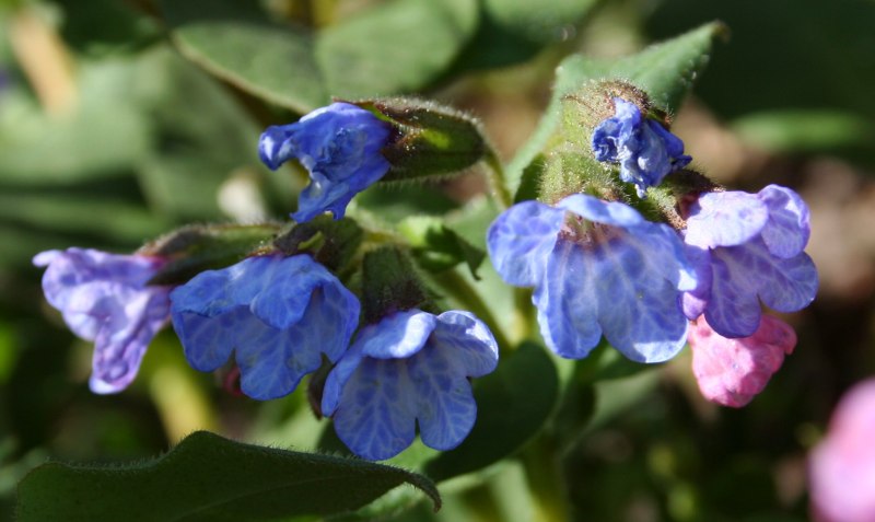 Segmentation Pulmonaria