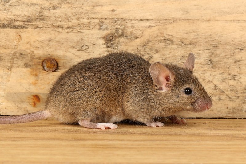 Домовая мышь mus musculus Linnaeus