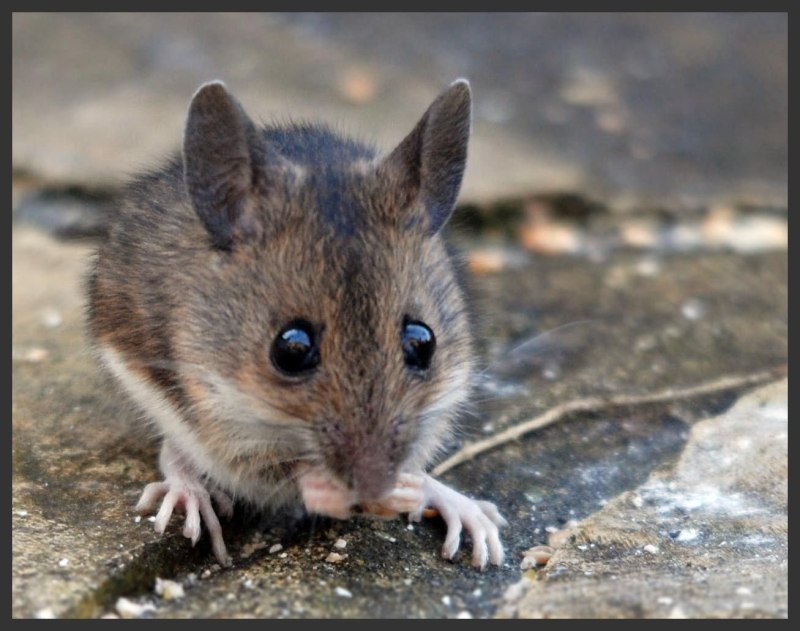 Мышь домовая (mus musculus l.