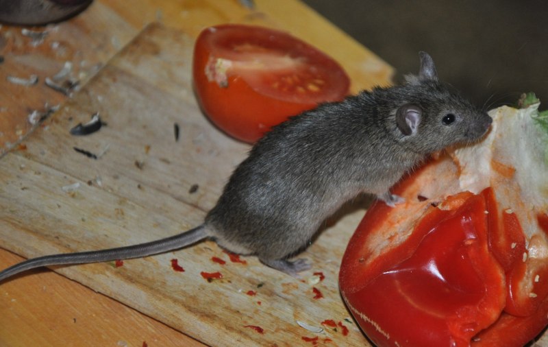 Домовая мышь mus musculus Linnaeus