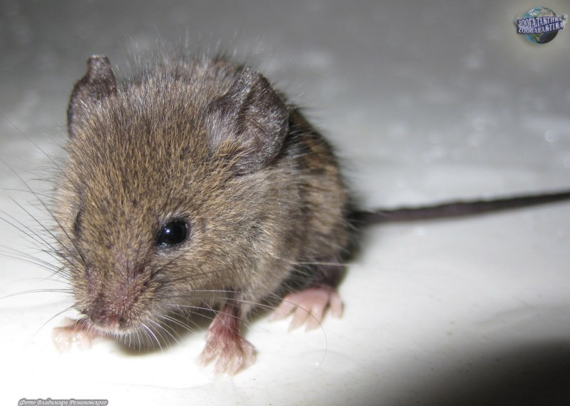 Mus musculus домовая мышь
