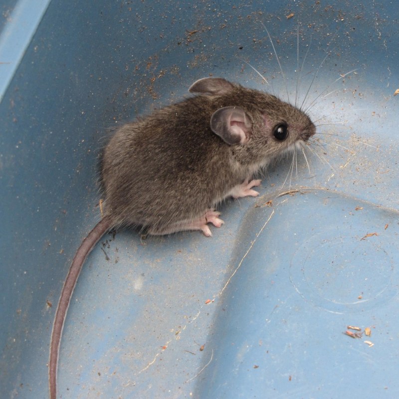 Домовая мышь mus musculus Linnaeus