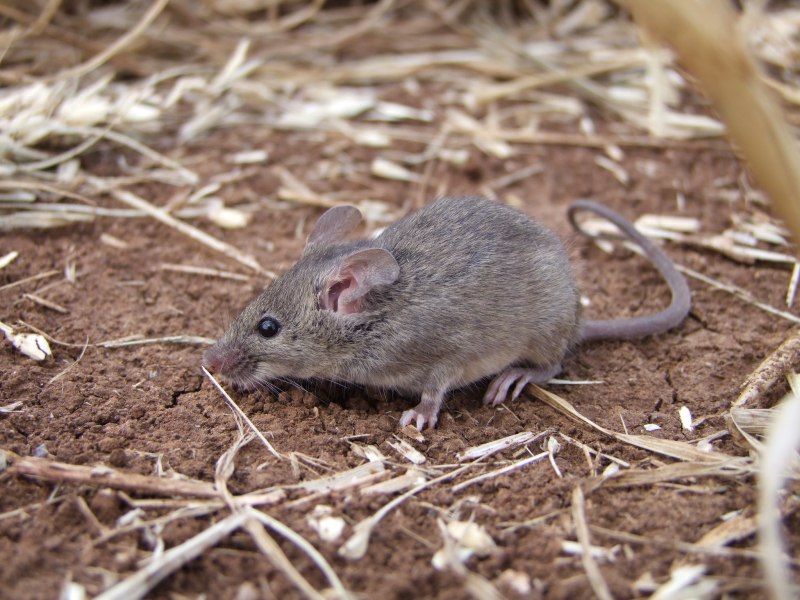 Mus musculus домовая мышь