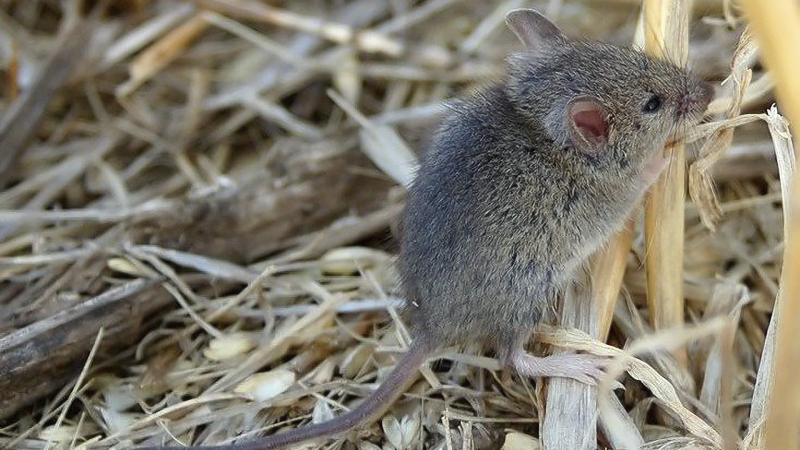 Mus musculus домовая мышь