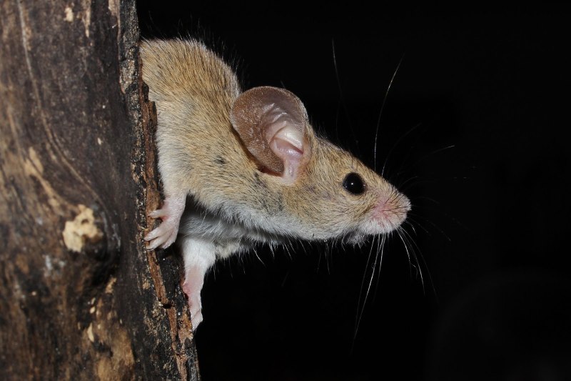 Mus domesticus