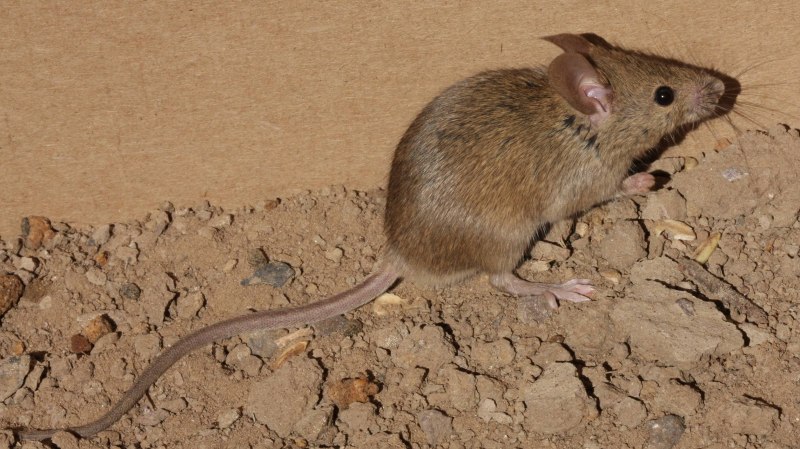 Мышь домовая (mus musculus l.