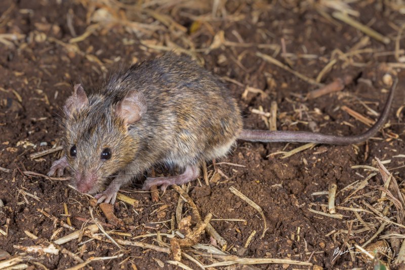 Мышь домовая (mus musculus l.