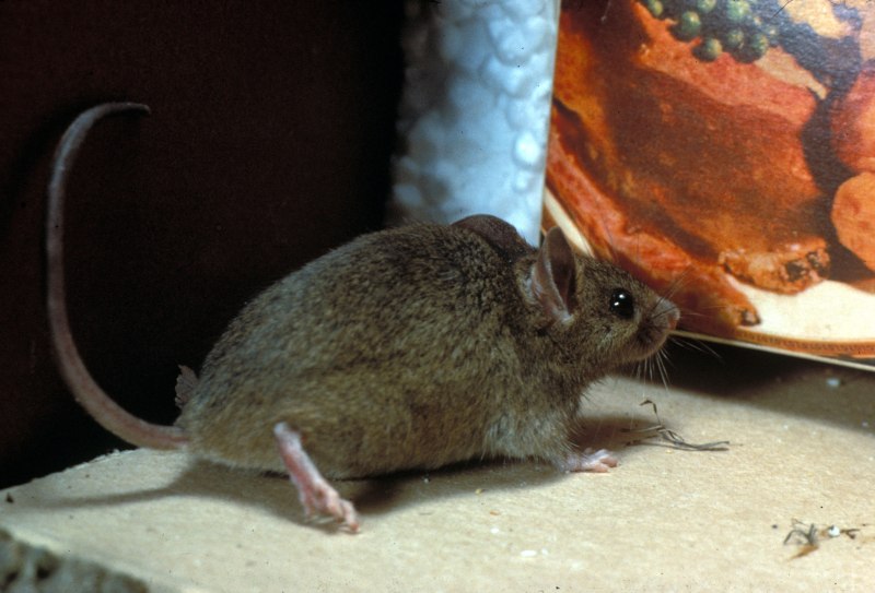 Домовая мышь mus musculus желтобрюхая