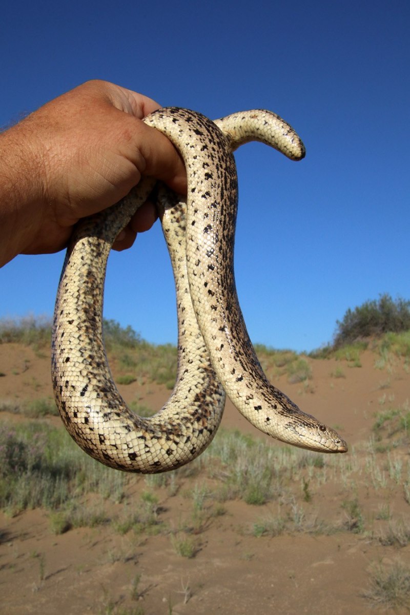 Восточный удавчик Eryx tataricus