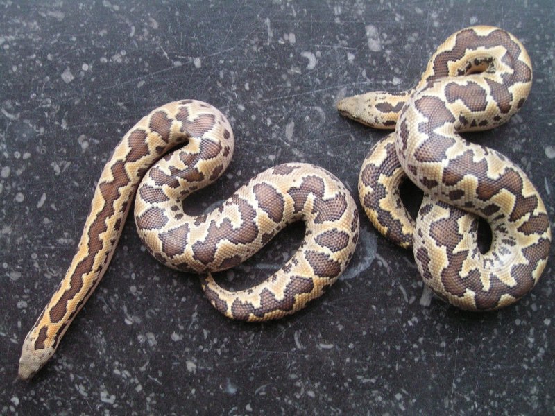 Удавчик шершавохвостый Gongylophis conicus