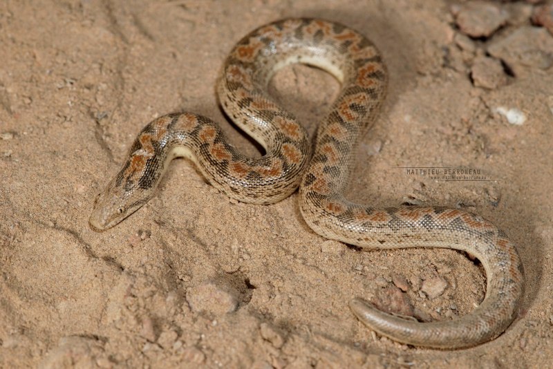 Eryx miliaris