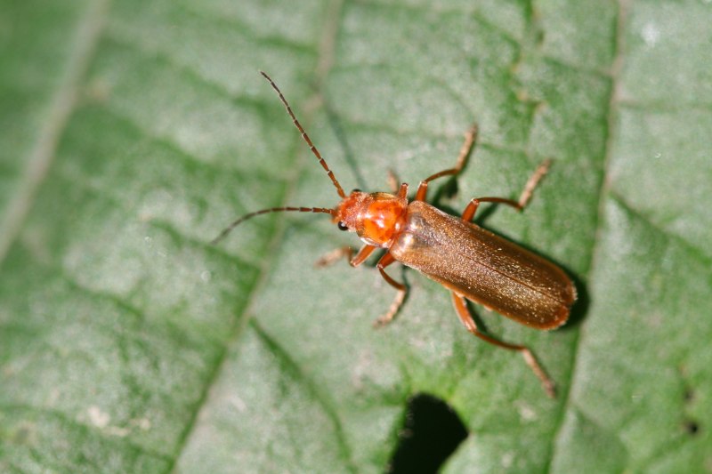 Coleoptera красный Жук