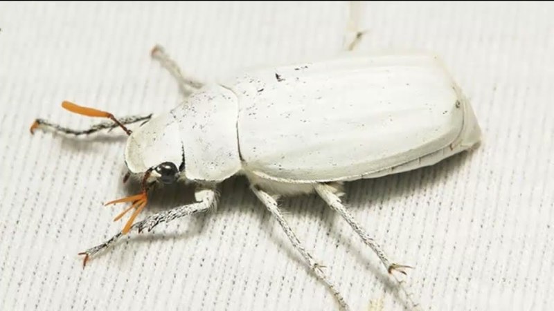 Cyphochilus Жук