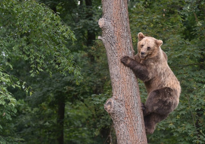 Медведь лазает по деревьям