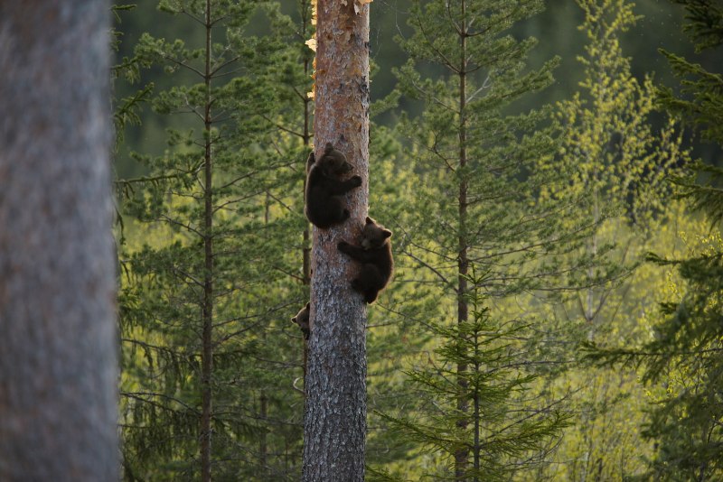 Медведь на тонком дереве