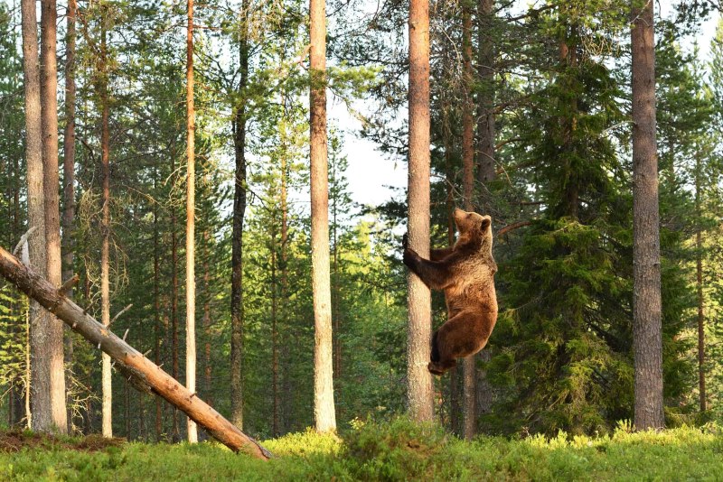 Медведь на дереве Сток