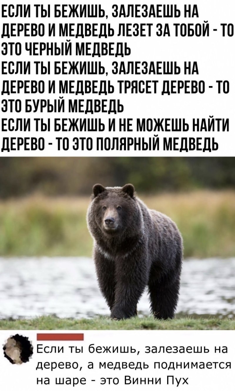 Если вы бежите от медведя