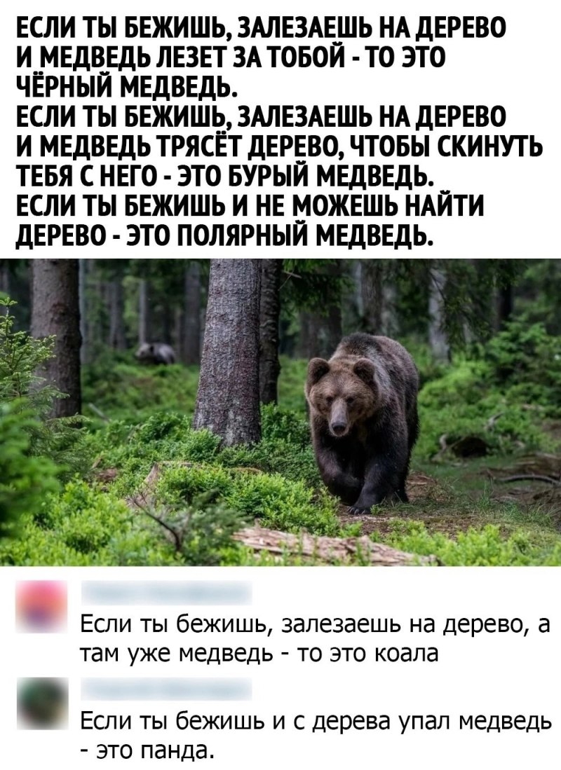 А если медведь